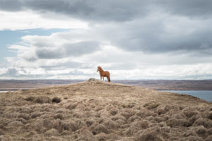 Icelandic horse near Hvammstangi