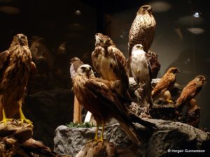 Bird museum Myvatn