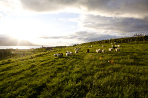 Icelandic Sheep in the evening sun by Svalbarðseyri