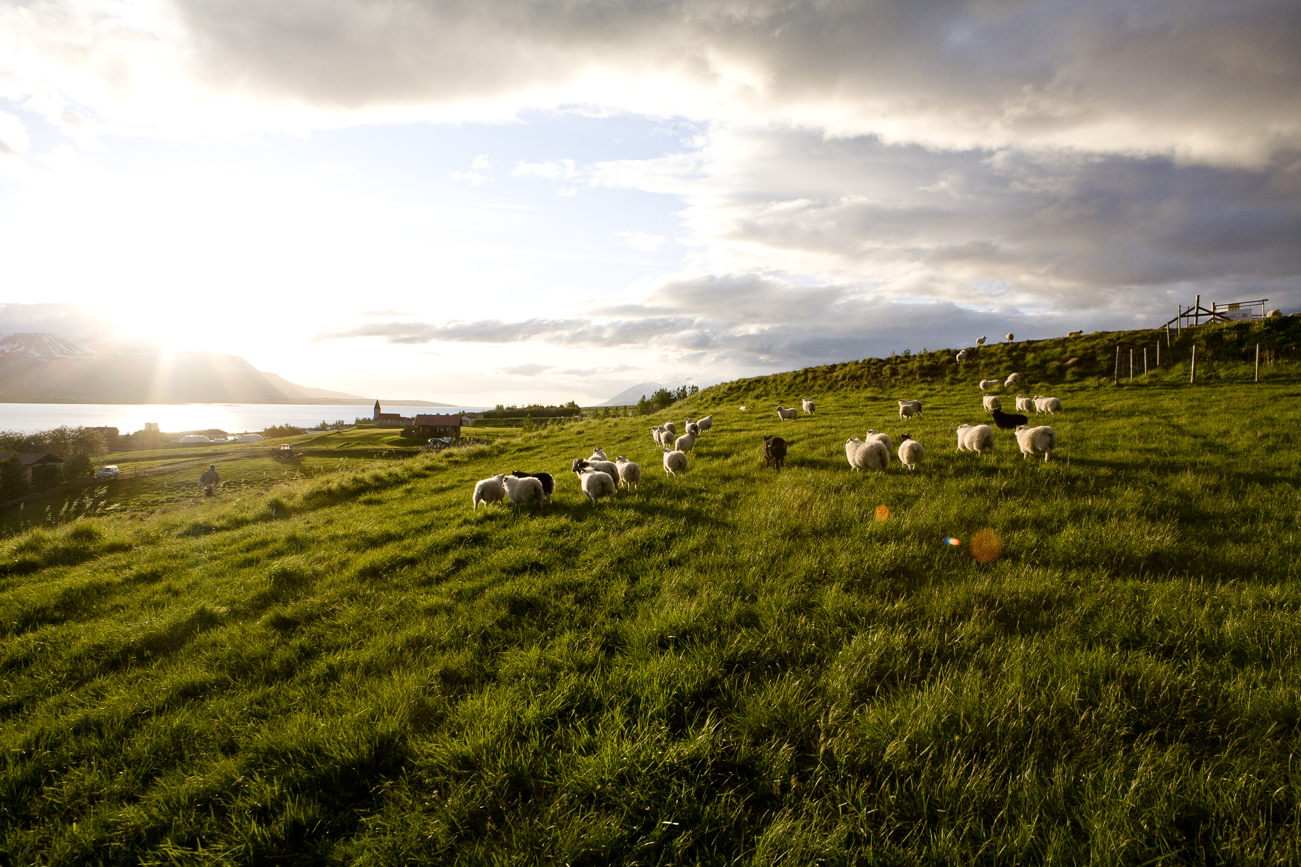Icelandic Sheep in the evening sun by Svalbarðseyri