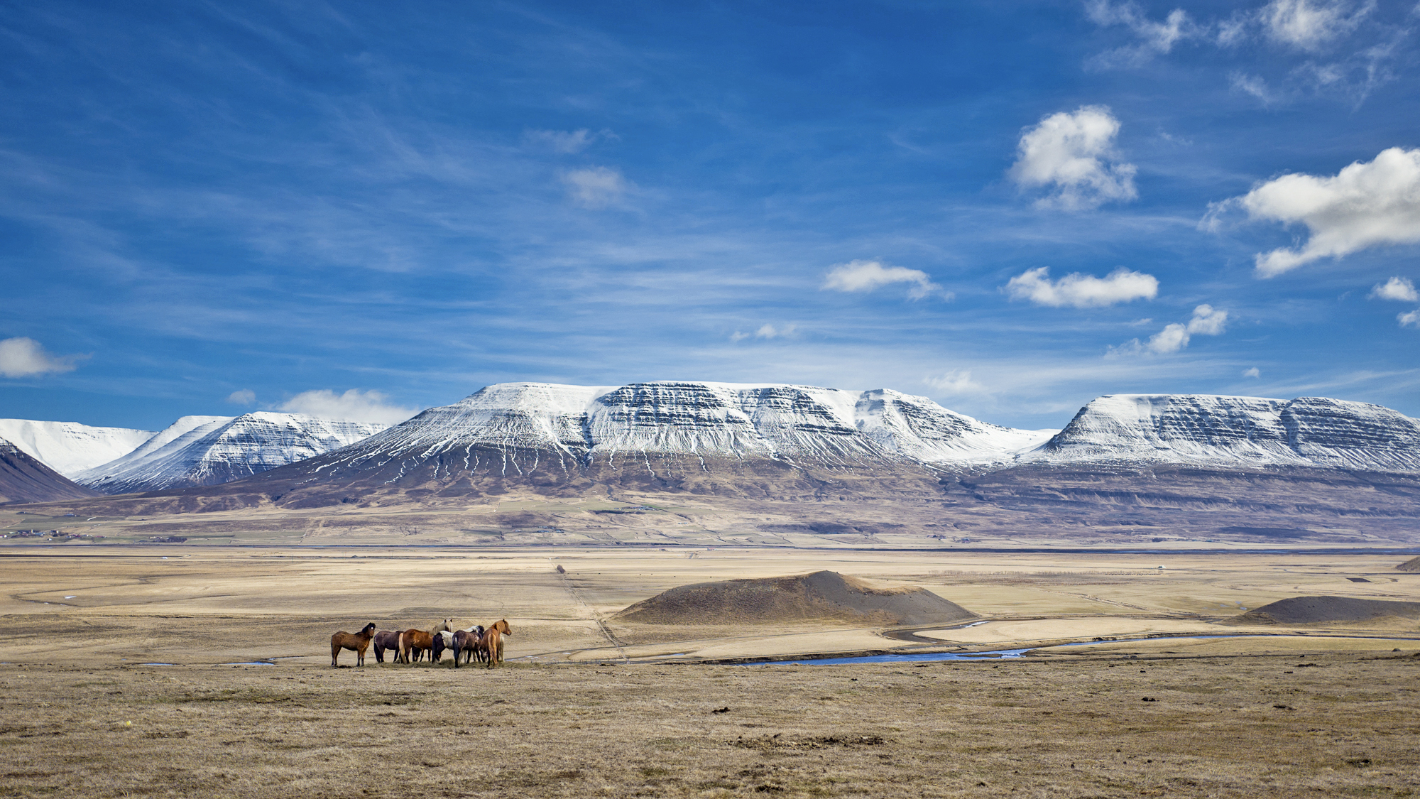 Horses seen via Self-drive in Iceland
