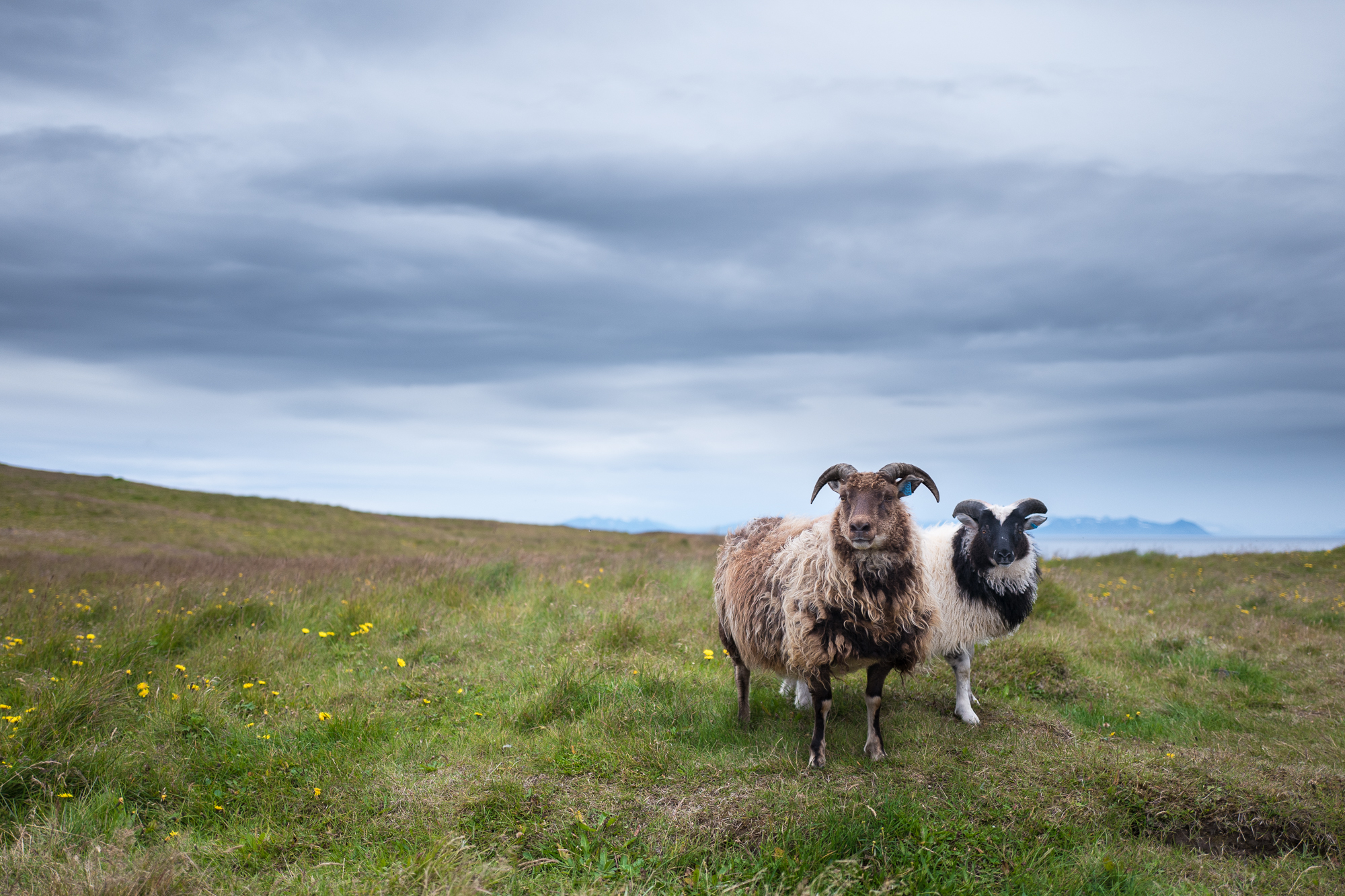 Sheep iceland roads