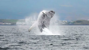 whalewatching iceland